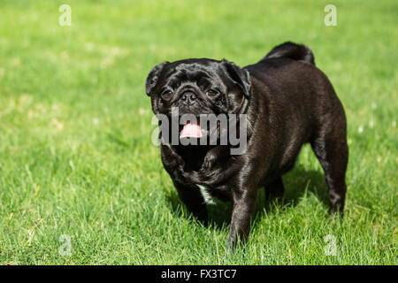 Ollie, un Pug noir, marchant dans sa cour à Redmond, Washington, États-Unis Banque D'Images
