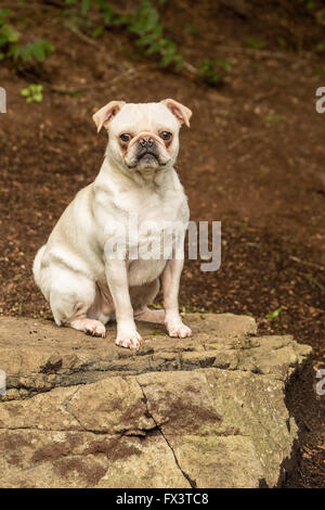 Lewee, un Pug blanc, posant sur un rocher dans sa cour à Redmond, Washington, États-Unis Banque D'Images