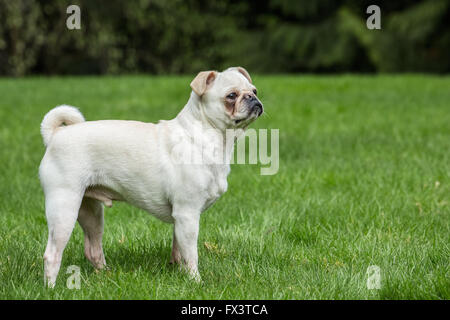 Lewee, un livre blanc, Pug posant dans sa cour à Redmond, Washington, États-Unis Banque D'Images