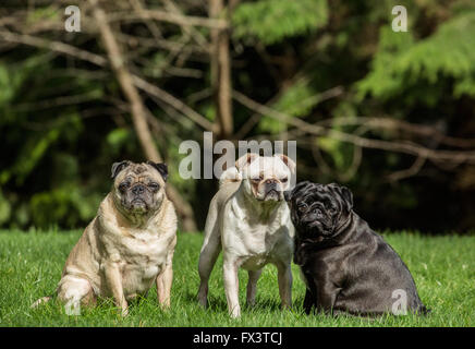 Trois Carlin (fawn - Bernie, blanc - Lewee et noir - Kirby) à Redmond, Washington, États-Unis Banque D'Images