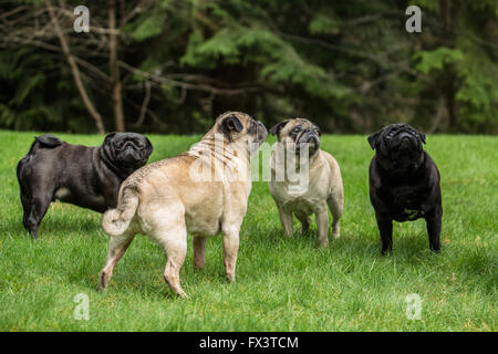 Quatre le Carlin (faons - Bernie & Cabo, noirs - Kirby & Ollie) à Redmond, Washington, États-Unis Banque D'Images