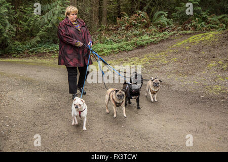 Femme marche ses cinq Carlin (noirs - Kirby & Ollie, les faons - Bernie & Cabo, blanc - Lewee) à Redmond, Washington, États-Unis Banque D'Images