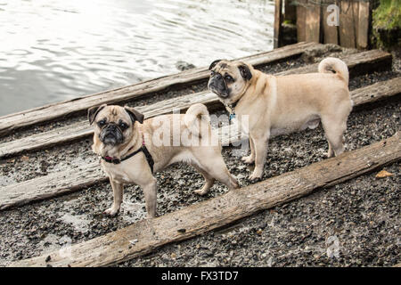 Deux Carlin fauve, Buddy et Bella Boo, posant par la rivière Sammamish en Marymoor Park chien à Redmond, Washington, États-Unis Banque D'Images