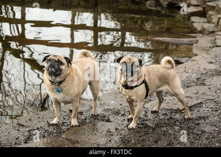 Deux Carlin fauve, Buddy et Bella Boo, posant par la rivière Sammamish en Marymoor Park chien à Redmond, Washington, États-Unis Banque D'Images