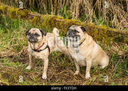 Deux Carlin fauve, Buddy et Bella Boo, posant devant une clôture en couvert de mousse chien Marymoor Park à Redmond, Washington, États-Unis Banque D'Images