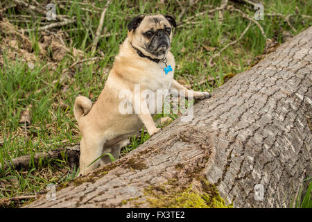 De couleur fauve, Pug Buddy, sur le point de sauter sur un arbre tombé dans la région de Marymoor Park à Redmond, Washington, États-Unis Banque D'Images