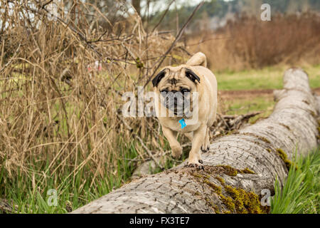 De couleur fauve, Pug Buddy,marcher sur un arbre tombé dans la région de Marymoor Park à Redmond, Washington, États-Unis Banque D'Images