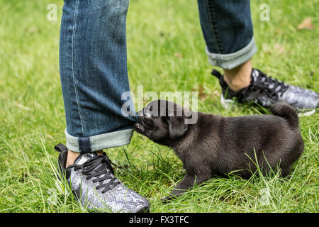 Fitzgerald, un jeune noir de 10 semaines chiot Pug étant coquine et à mâcher sur son jeans du propriétaire à Issaquah, Washington, USA Banque D'Images