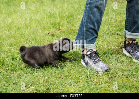 Fitzgerald, un jeune noir de 10 semaines chiot Pug étant coquine et à mâcher sur son jeans du propriétaire à Issaquah, Washington, USA Banque D'Images