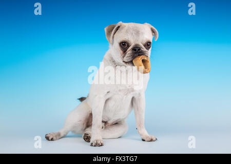 Max, un chiot Pug blanc, à mâcher sur un os dans Issaquah, Washington, USA Banque D'Images