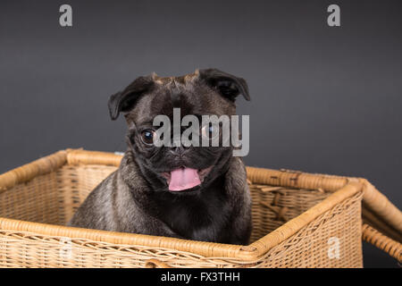 Olive, le Pug, assis dans un panier de pique-nique à Issaquah, Washington, USA Banque D'Images