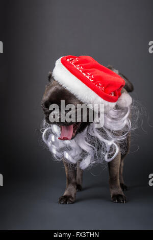 Olive, le Pug, les bâillements et wearing a Santa hat et la barbe en Issaquah, Washington, USA Banque D'Images