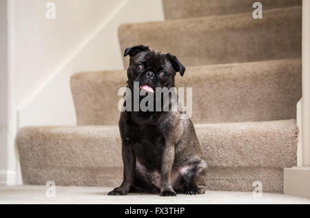 Olive, le Pug, assis sur la moquette escaliers dans Issaquah, Washington, USA Banque D'Images