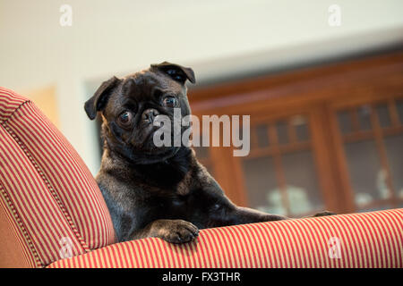Olive, le Pug, assis dans un fauteuil rembourré à Issaquah, Washington, USA Banque D'Images