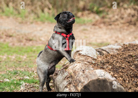 Olive, le Pug, avec pattes avant reposant sur des bûches entourant un jardin arboré dans Issaquah, Washington, USA Banque D'Images