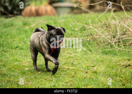 Olive, le Pug, courir dans la cour à Issaquah, Washington, USA Banque D'Images