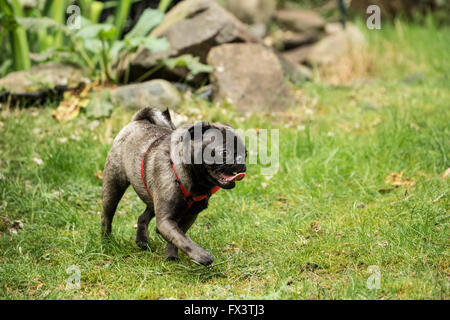 Olive, le Pug, courir dans la cour à Issaquah, Washington, USA Banque D'Images