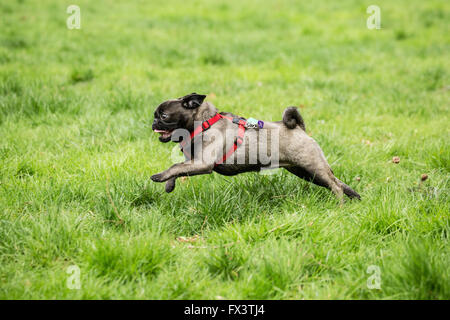 Olive, le Pug, courir joyeusement dans la cour à Issaquah, Washington, USA Banque D'Images