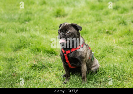 Olive, le Pug, assis dans la cour à Issaquah, Washington, USA Banque D'Images