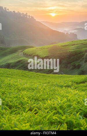 La plantation de thé en Cameron Highlands, Malaisie Banque D'Images