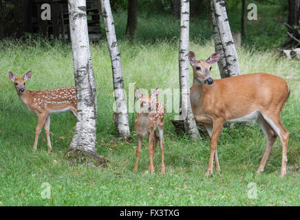 Whitetail deux fauve à Doe Whitetail Banque D'Images