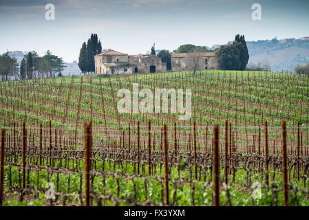 Vignoble au printemps, la Maremme, province de Grosseto, Toscane, Italie, Europe Banque D'Images