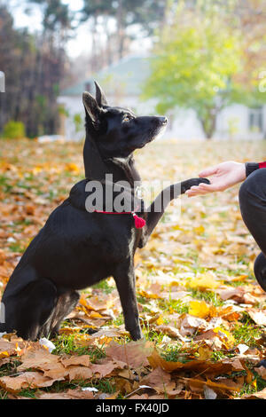 Chien noir à col rouge est assis et donne la patte pour une femme. Banque D'Images