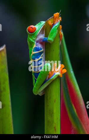 Red-Eyed Tree Frog dans la forêt tropicale du Costa Rica Banque D'Images