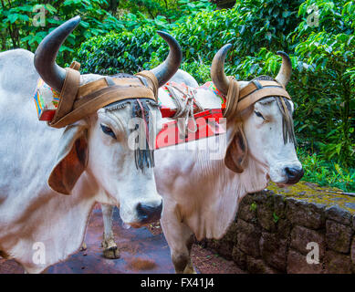 Ox costaricien du remorquage d'un café traditionnel panier Banque D'Images