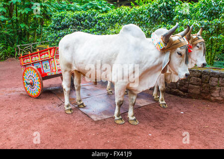 Ox costaricien du remorquage d'un café traditionnel panier Banque D'Images