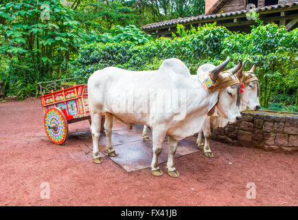 Ox costaricien du remorquage d'un café traditionnel panier Banque D'Images