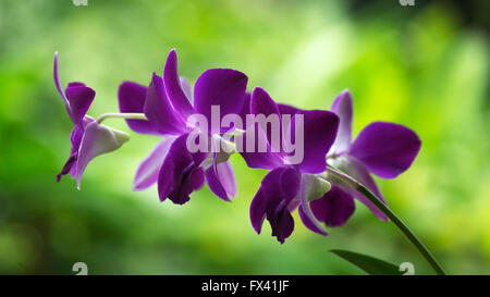 Fleurs violettes dans la serre Banque D'Images