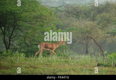 Les indiens en gazelle chinkara habitat luxuriante Banque D'Images