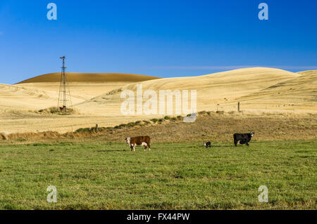 Troupeau de vaches sur les pâturages verts avec des champs de blé récoltés dans l'arrière-plan. Lamont, Washington Banque D'Images