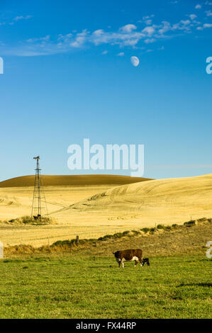 Troupeau de vaches sur les pâturages verts avec des champs de blé récoltés dans l'arrière-plan. Lamont, Washington Banque D'Images