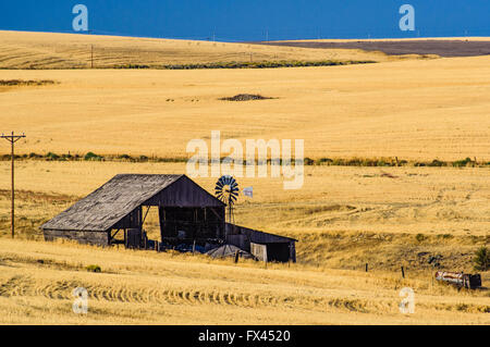 Grange abandonnée et moulin à vent dans un champ de blé, l'Est de l'Oregon. Condon, Oregon Banque D'Images