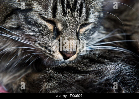 Couchage chat close up Banque D'Images