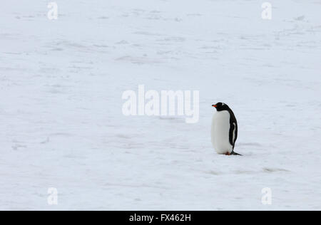 Le dirigeant d'une Gentoo pingouin (Pygoscelis papua) se dresse sur la neige au-dessus de l'anse de galets. L'Anse de galets de l'île Coronation, Orcades du Sud, Banque D'Images