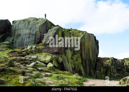 Personne debout sur le dessus de l'escalade des rochers près de la vache et du veau au sein d'une ancienne carrière à Ilkley Moor, West Yorkshire, Royaume-Uni. Banque D'Images