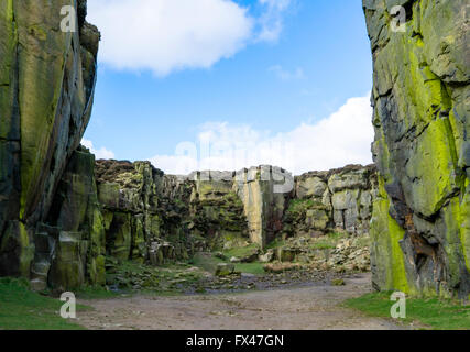 Escalade des rochers près de la vache et du veau au sein d'une ancienne carrière à Ilkley Moor, West Yorkshire, Royaume-Uni. Banque D'Images