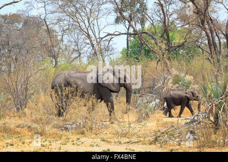 Des profils, mature Afican bush elephant (Loxodonta africana) et l'enfant, marche à travers la forêt dans le Delta de l'Okavango, Kalahari, Botswana, Afrique du Sud Banque D'Images