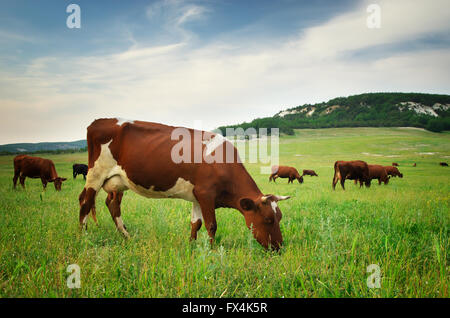 Vache au pré. Composition de la Nature Banque D'Images