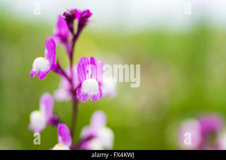 Isehara City, Japon. 10 avril, 2016. Astragale chinois fleurs(Astragalus sinicus ou Renge ou Genge) fleurs en pleine floraison, Isehara City, préfecture de Kanagawa, Japon. Credit : EDU Vision/Alamy Live News Banque D'Images