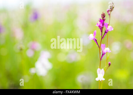 Isehara City, Japon. 10 avril, 2016. Astragale chinois fleurs(Astragalus sinicus ou Renge ou Genge) fleurs en pleine floraison, Isehara City, préfecture de Kanagawa, Japon. Credit : EDU Vision/Alamy Live News Banque D'Images