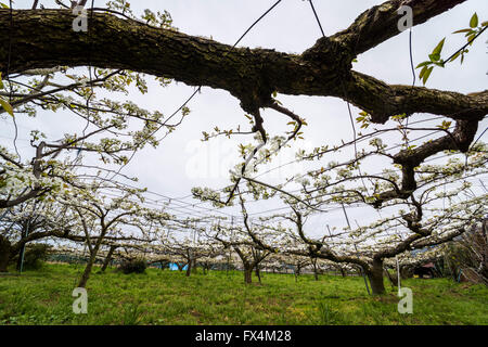 Isehara City, Japon. 10 avril, 2016. Pear Tree en pleine floraison, Isehara City, préfecture de Kanagawa, Japon. 10 avril 2016. Le poirier est l'un des produit de Isehara City. Au printemps il devenir pleine floraison de l'orchard champs dans Isehara City. Credit : EDU Vision/Alamy Live News Banque D'Images