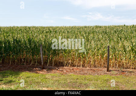 Parana, Brésil. 10 avril 2016. Le ciel bleu au-dessus des champs de maïs vert est vu pendant cette journée ensoleillée à Sertaneja, Etat de Parana, Brésil. Credit: Andre M. Chang/Alamy Live News Banque D'Images