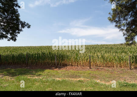 Parana, Brésil. 10 avril 2016. Le ciel bleu au-dessus des champs de maïs vert est vu pendant cette journée ensoleillée à Sertaneja, Etat de Parana, Brésil. Credit: Andre M. Chang/Alamy Live News Banque D'Images