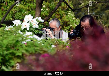 Jinan, Chine, la province de Shandong. 12 avr, 2016. Les photographes de prendre des photos de fleurs de pivoine à Quancheng Park à Jinan, capitale de la province de Shandong en Chine orientale, le 12 avril 2016. Credit : Guo Xulei/Xinhua/Alamy Live News Banque D'Images