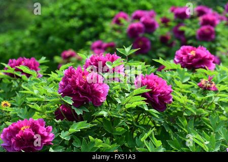 Jinan, Chine, la province de Shandong. 12 avr, 2016. Fleurs de pivoine fleur au Quancheng Park à Jinan, capitale de la province de Shandong en Chine orientale, le 12 avril 2016. Credit : Guo Xulei/Xinhua/Alamy Live News Banque D'Images