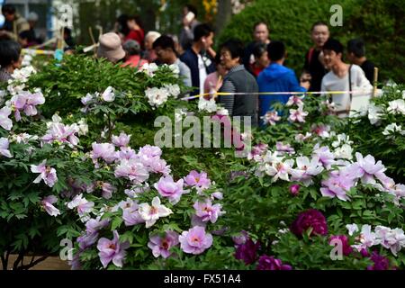 Jinan, Chine, la province de Shandong. 12 avr, 2016. Personnes voir la pivoine à fleurs Quancheng Park à Jinan, capitale de la province de Shandong en Chine orientale, le 12 avril 2016. Credit : Guo Xulei/Xinhua/Alamy Live News Banque D'Images